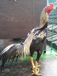 Umumnya mempunyai sayap hitam kehijauan dengan bulu hias berwarna coklat, tetapi mata, paruh serta kaki mempunyai warna cukup kuning. 71 Gambar Ayam Wido Juara Terbaik Infobaru