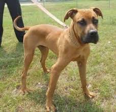 Pitbull Boxer Mix Black And Brown Pin On Boxer Great Dane Mix