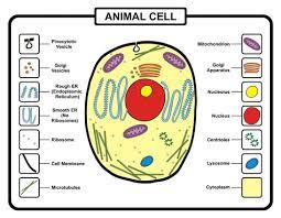Function Of Cytoplasm And Its Various Components Animal Cell Animal Cell Project Animal Cells Model