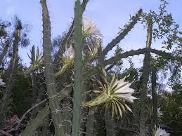 Selenicereus spinulosus is a cactus species native to eastern mexico and, possibly, the lower rio grande valley of texas in the united states. Cactus Quinta Mazatlan Blog