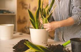 Here you will learn everything you should know about buying, planting, care disentangle the intertwined roots and carefully separate the plants from each other. Snake Plant Complete Guide To Care And Growth Lovetoknow