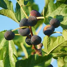 The best fertilizers for apple and pear trees. 1 X Ficus Brown Turkey Best Outdoor Plants For Sale Premium Fig Fruit Tree Ebay