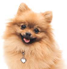 Teacup pomeranian pet shop near me dog price. Pomeranian Puppies For Sale Adoptapet Com