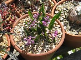 Image result for Ledebouria Unidentified sp. no4.