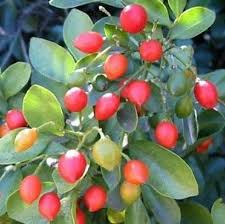 O iya, daun kemuning yang sudah kering dijadikan sebagai bahan baku obat tradisional dan ekstrak untuk jamu. Biji Benih Tanaman Hias Bunga Kemuning Benih Tanaman Berkebun Hobi Koleksi Bukalapak Com Inkuiri Com