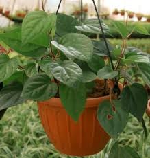 Pin On Gardening Outdoor