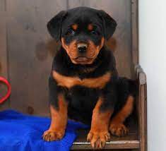 Akc german shepherd puppies for sale. Craigslist Rottweiler Puppies For Sale Petsidi