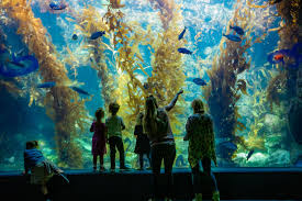 Birch Aquarium At Scripps Institution Of Oceanography Giant Kelp Forest La Jolla Ca San Diego Travel Birch Aquarium Underwater Theme
