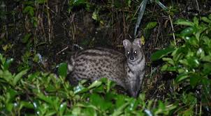They are nocturnal and spend most of their time in the trees (arboreal). The Struggle Of Catching Civet Little Fireface Project