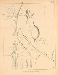 Image result for Viridivia suberosa