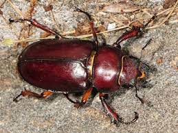 We did not find results for: Reddish Brown Stag Beetle Lucanus Capreolus Inaturalist