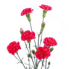 You'll find a large variety of bouquets and arrangements for any occasion, including weddings, birthdays, quinceañeras, and funerals. Bulk Flowers And Greens