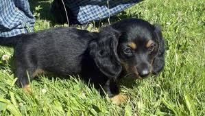 Search for dogs closest to your area by changing the search location. Longhair Mini Dachshund Puppies For Sale Akc Registered For Sale In Olympia Washington Classified Americanlisted Com