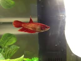 Red Female Veil Tail Betta Fish Betta Fish Betta Fish Pet