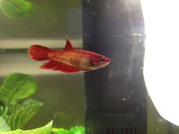 Peruse this gallery of male and female betta fish pictures to see plenty of beautiful bettas. Red Female Veil Tail Betta Fish Betta Fish Betta Fish Pet