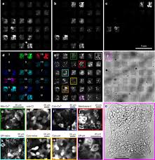 I removed the fixtures, installed the solid cover, sprayed some texture over the covers using those little aerosol cans. Multiplexed Optical Sensors In Arrayed Islands Of Cells For Multimodal Recordings Of Cellular Physiology Nature Communications