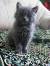 Purebred Russian Blue Cat Price