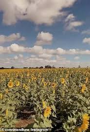Whether you just want to head an hour out of melbourne or are ready to road trip, there are working farms everywhere welcoming visitors to come and pick their own. Freedomroo Inside Victoria S Largest Sunflower Field Pick Your Own Sunflowers In Dunnstown Australiannewsreview