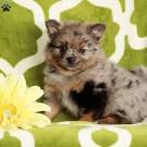 Pomchi Puppies for Sale in Virginia - DogsNow