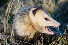 What Do Possums Eat And Are They Dangerous