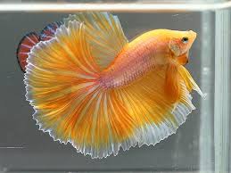 Pin On Fancy Bettas