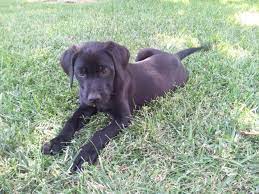 Lana is a silver lab female. Black Labrador Retriever Puppies For Sale In San Diego California Classified Americanlisted Com