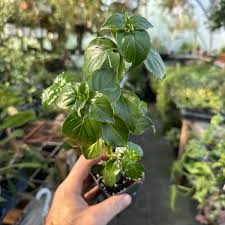 Image result for Rungia