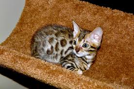 That is are they hypoallergenic? Nobody Picked Her Because She Was The Ugly Kitten Of The Litter Just Look At Her Now Aww