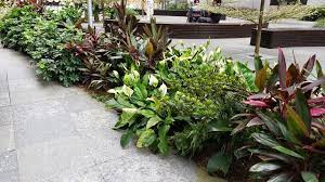 pin by chi kong yeung on plant photos plants plant design photo