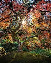 Top 10 Places Known For Hospitality What Are The Worlds Famous Places Known For Hospitality Hospitality Portland Japanese Garden Japanese Garden Nature Tree
