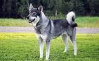 Swedish Elkhound Dog Breed | Information | Characteristics