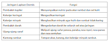 Sistem Ekskresi Di 2020 Kelenjar Keringat Manusia Perasaan