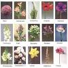 Best flowers for cutting garden zone 6. 3