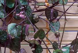 The hearts store water, so there is no need for very frequent waterings. String Of Hearts Plant Care Ceropegia Woodii Smart Garden Guide
