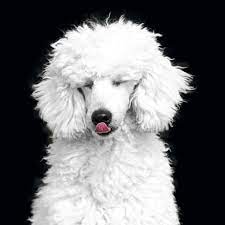 Tips To Keep Your Dog S Fur White