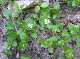 Image result for Stellaria media