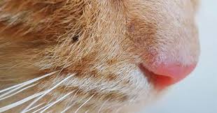 Here are some effective remedies that will help your cat's fever. Why Do Cats Have Wet Noses Zooawesome
