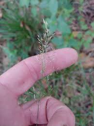 Image result for Agrostis taylorii