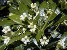 Image result for Pittosporaceae