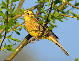 Goldammer Stimme Gesang Ruf Horen Gesang Einheimische Singvogel Heimische Vogel