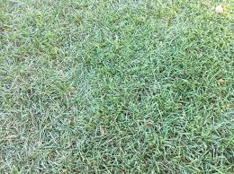 Augustinegrass and centipedegrass are the only turfgrasses that the virus is known to affect. 4 Signs Of Drought Stress In Your Lawn Floralawn
