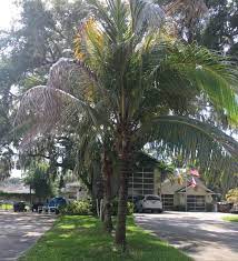 Coconut palms and coconuts are highly integrated into spiritual beliefs, celebrations and if you live in a warm area such as florida and some parts of california, texas, and others, you can easily grown a coconut tree right in your garden. Coconut Palm Trees Sanford Florida Discussing Palm Trees Worldwide Palmtalk