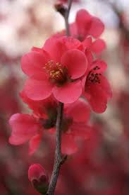 Pin On Nowruz Persian New Year
