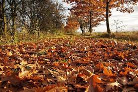 Denver Landscaping Companies Show Fallen Leaves Can Be Useful