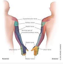 Ever Wake Up To A Numb Dead Arm Here S What S Happening Nerve Entrapment Peripheral Nerve Hand Therapy