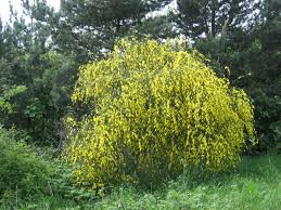 Unlike herbaceous plants , shrubs have persistent woody stems above the ground. Shrub Wikipedia
