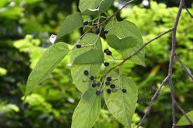 Image result for Alangium chinense