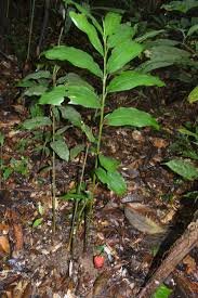 Image result for Renealmia