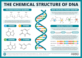 The Chemical Structures Of Dna Rna Apr 2018 Png 1654 1169 Dna Activities Chemical Structure Dna Project