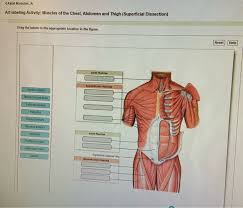 Chest muscles are required in order to carry out everyday activities like moving furniture, lifting heavy objects, pitching a baseball, and stretching our arms. Solved Anatomy And Physiology Question Chegg Com